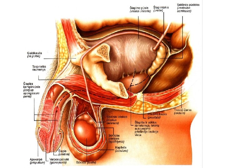 vyrų organai erekcijos metu