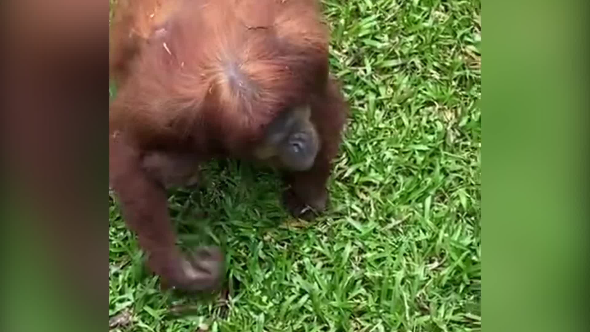 orangutano varpos kaip jums reikia pratimu kad padidintumete nari
