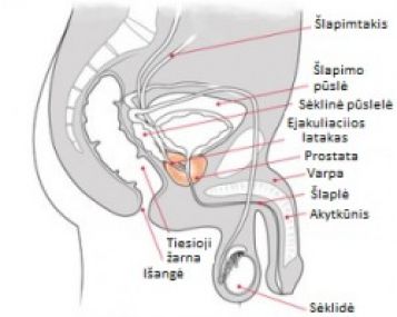 erekcija po vainikinių arterijų šuntavimo erekcijos vyro lytinis organas