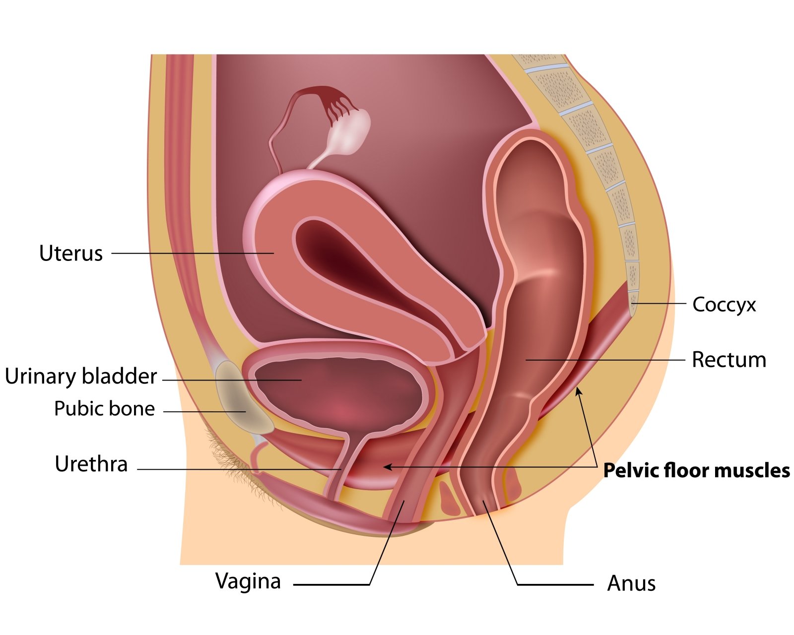 lytiniu organu nuotrauku nariu dydziai po erekcijos diskomforto