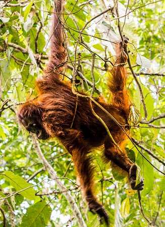 orangutano varpos padidinti varpos metoda