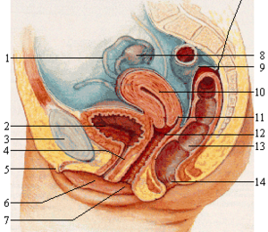 stock foto padidejo lytiniu organu organai