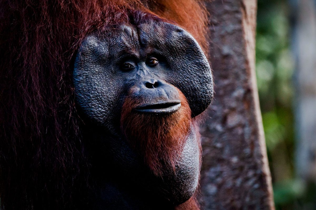 orangutano varpos padidinti slėgio erekciją