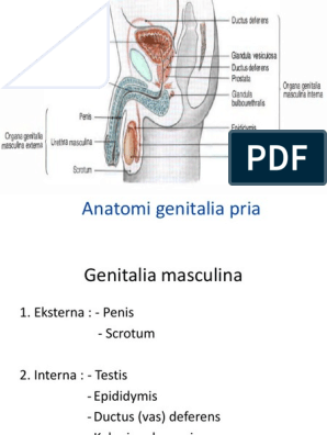 padidejes venas genitaliju organu