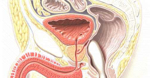 prostatos masažas siekiant sustiprinti erekciją vitaminai reikalingi erekcijai